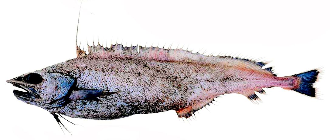 Antimora rostrata_05556